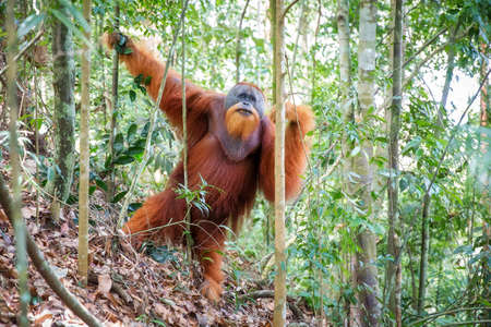 Beautiful male Sumatran Orangutan (Pongo abelii) during an ecotourism jungle hike in Gunung Leuser National Park, Bukit Lawang, Sumatra, Indonesiaの写真素材