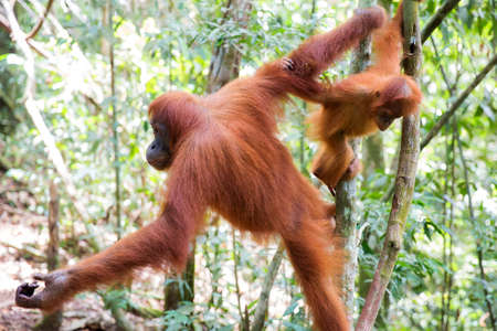 Beautiful female with baby Sumatran Orangutan (Pongo abelii) during an ecotourism jungle hike in Gunung Leuser National Park, Bukit Lawang, Sumatra, Indonesiaの写真素材