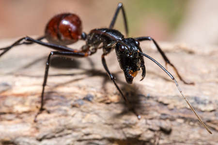 Giant forest ant (Camponotus gigas, genus Dinomyrmex) during an ecotourism jungle hike in Gunung Leuser National Park, Bukit Lawang, Sumatra, Indonesiaの写真素材