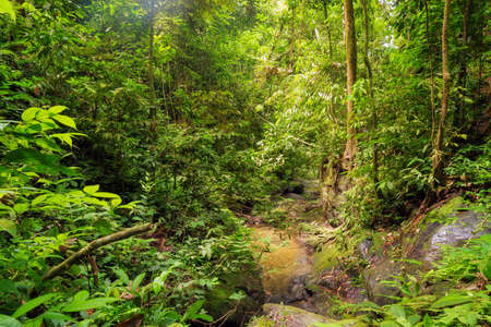 Beautiful landscape view of the rainforest during an ecotourism jungle hike in Gunung Leuser National Park, Bukit Lawang, Sumatra, Indonesiaの写真素材