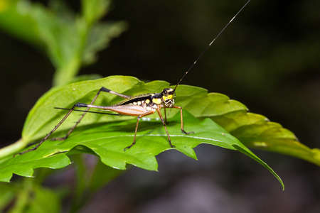 Beautiful yellow bush cricket (family Tettigoniidae aka katydids) during an ecotourism jungle hike in Gunung Leuser National Park, Bukit Lawang, Sumatra, Indonesiaの写真素材
