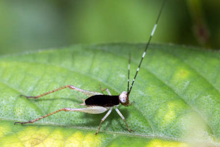Beautiful black and white cricket (family Tettigoniidae aka katydids) during an ecotourism jungle hike in Gunung Leuser National Park, Bukit Lawang, Sumatra, Indonesiaの写真素材