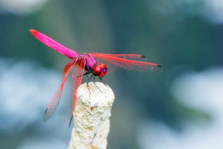 Beautiful Crimson marsh glider (Trithemis Aurora) dragonfly during an ecotourism jungle hike in Gunung Leuser National Park, Bukit Lawang, Sumatra, Indonesiaの写真素材