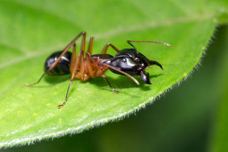 Beautiful macro or some sort of carpenter ant (Camponotus) during an ecotourism jungle hike in Gunung Leuser National Park, Bukit Lawang, Sumatra, Indonesiaの写真素材