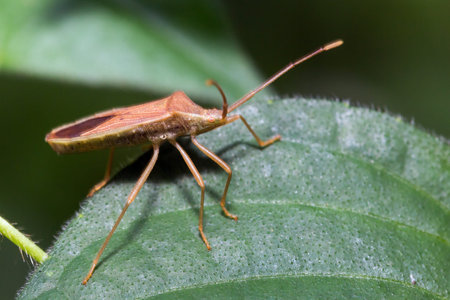 Beautiful macro of some sort of shield bug (Pentatomidae) during an ecotourism jungle hike in Gunung Leuser National Park, Bukit Lawang, Sumatra, Indonesiaの写真素材