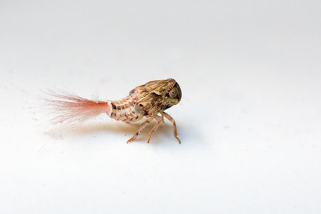 Beautiful close up macro of a Planthopper nymph (maybe Nogodinidae) during a jungle hike in the...