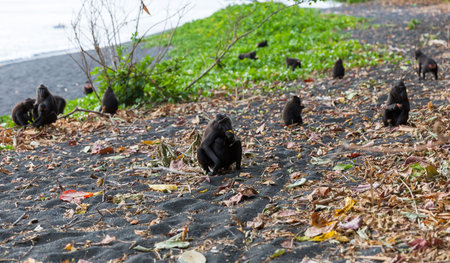 Beautiful Celebes crested macaque (Macaca nigra), aka the black ape, an Old World monkey, in the...