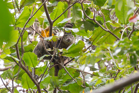 Beautiful Sulawesi bear cuscus aka Sulawesi bear phalanger (Ailurops ursinus) in the Tangkoko nature...