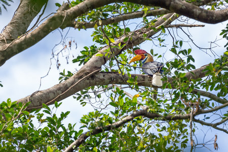Beautiful wrinkled hornbill or Sunda wrinkled hornbill (Rhabdotorrhinus corrugatus) in the Tangkoko nature reserve on the Indonesian island of Sulawesiの写真素材