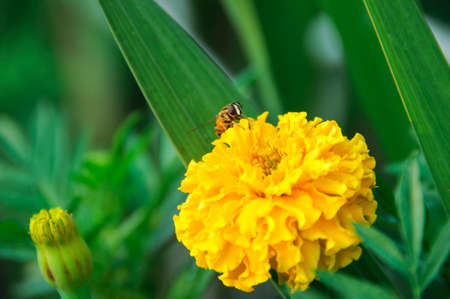 bee on a flowerの写真素材
