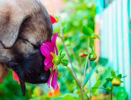 puppy smelling the flowerの写真素材