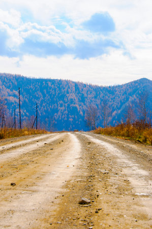  road in the forest