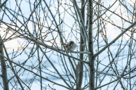 sparrows on the tree sparrowの写真素材