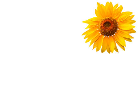 Sunflower on a white background yellow sunflower.の写真素材