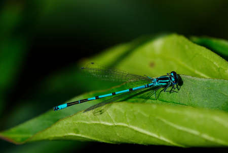 flying adder dragonfly on green leaves macroの写真素材