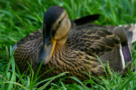 duck - portretの写真素材