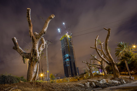 Dead trees in Tel Aviv. Israel