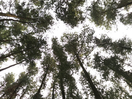 Tree view from ground