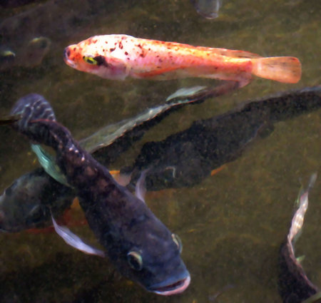 Pond Fish