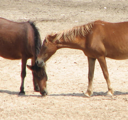 Horses