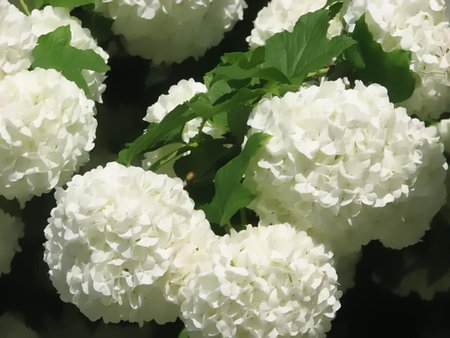 White Flowers 2