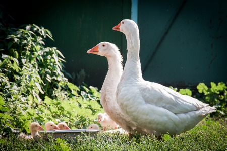 Little gosling resting on the green grass on the yardの写真素材
