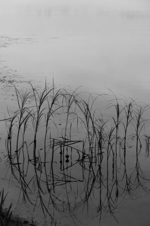 Morning mist over the lake with reedsの写真素材