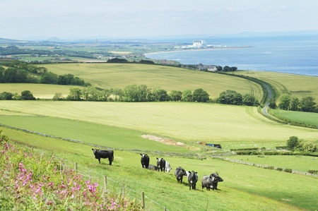 panorama of east coast towards Torness Power station with cattle in fieldの写真素材