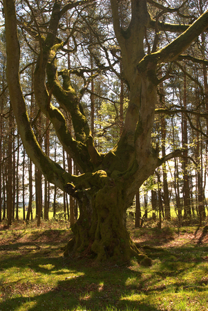 ancient tree in old forest near Greenlaw, Scottish Bordersの写真素材