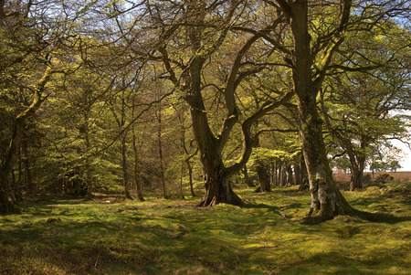 looking into old forest near Greenlaw, Scottish Bordersの写真素材