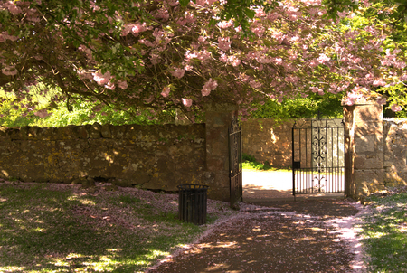 Crichton entrance gate and tree in pink bloom in Midlothian の写真素材