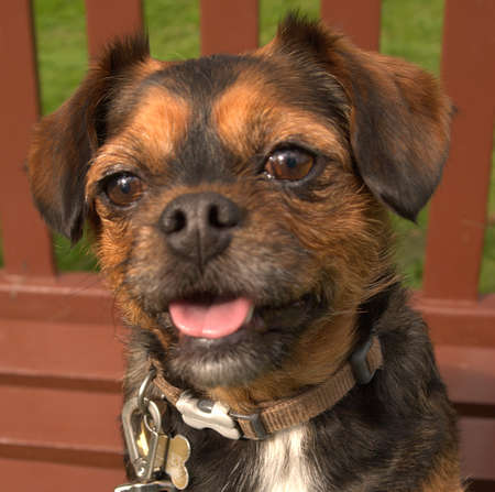 closeup of cute pet dog called Twigletの写真素材