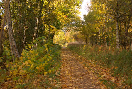 view of footpath from Darnick to Melrose in autumnの写真素材
