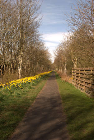 daffodils along footpath at Melrose on Easter Sundayの写真素材