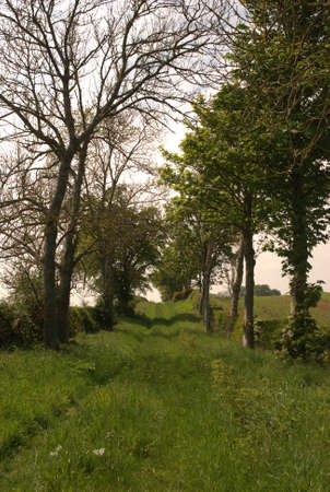 ancient track near Duns in Scottish Borders in summerの写真素材