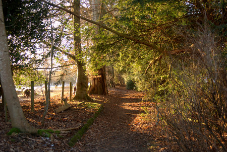woodland path by river Tweed to Darnick in winterの写真素材