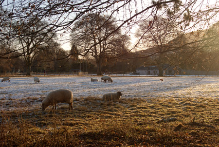 sheep in field on a winters morning near Eildon hillsの写真素材