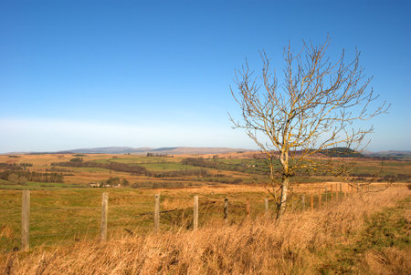 view over Billsmoor Park eastwards near Rothbury, Northumberlandの写真素材