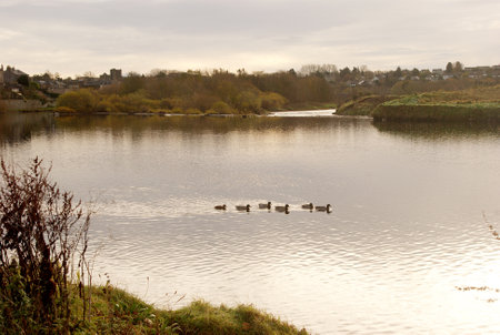 ducks on River Tweed at Kelso in winterの写真素材