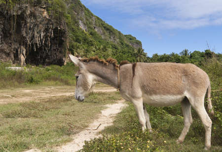 Tired donkey stand near roadの写真素材