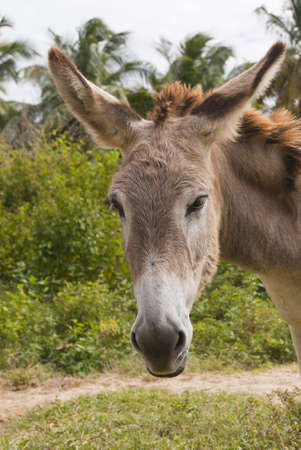 Headshot of a sad donkeyの写真素材