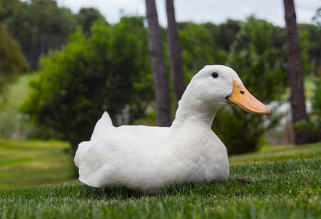 White duck on green lawn near lakeの写真素材