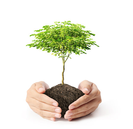 holding green tree in hand 