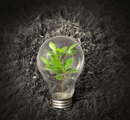 Incandescent light bulb with plant as the filament の写真素材