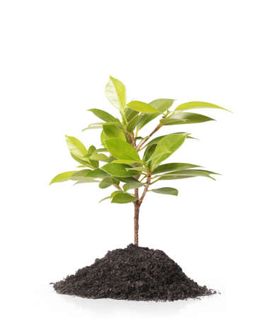 Young green plant on white background の写真素材