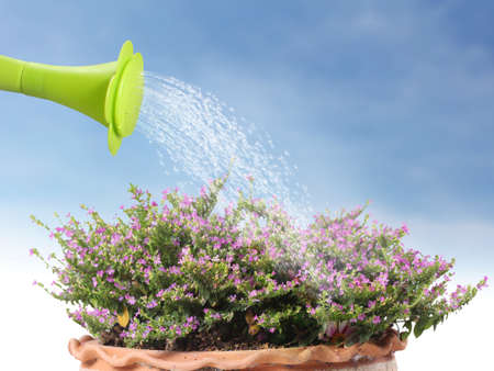 Water pouring watering can onto blooming flower の写真素材