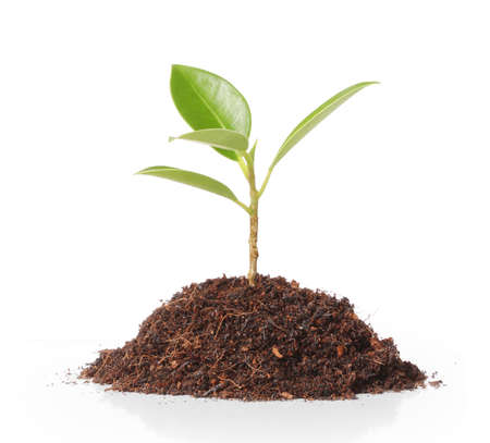 young plant new life ,Green saplingの写真素材