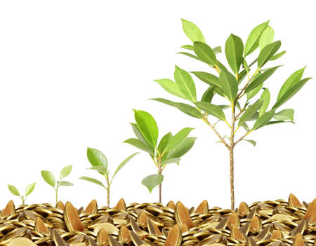 plant on gold coins and the graph them の写真素材