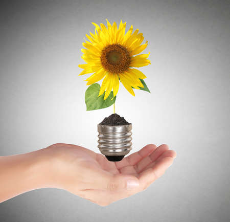 Ideas light bulb in the hand の写真素材