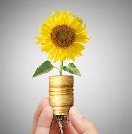 concept invesment close up  sun flowers growing from coins の写真素材